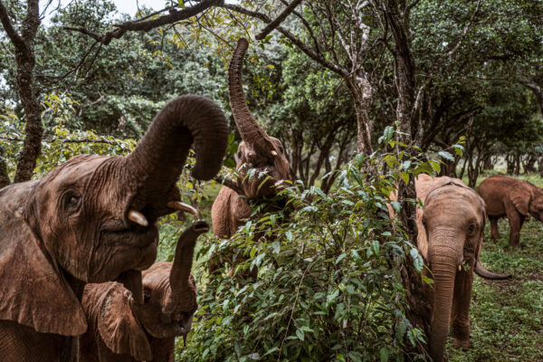 Shedrick Trust_Justin Mott_Kindred Guardians_015