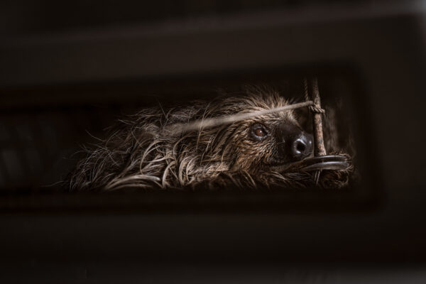 Meet Monique Pool, 55, often referred to as the “Sloth Lady” of Suriname. She’s the founder and director of Green Heritage Fund and her organization has rescued over 1000 sloths since their inception in 2005. 

Pool is the latest subject of my project Kindred Guardians, this is her story.

Monique Pool, 55 transports a rescued two-toed sloth from Suriname’s capital of Paramaribo to her rehabilitation center in the heavily forested region of Saramacca, Suriname.