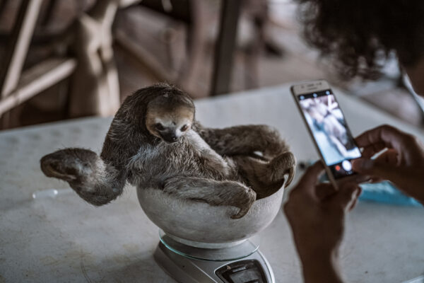 Pool weighs and photographs a rescue sloth named Ostrich at her rehabilitation center in Saramacca, Suriname. Ostrich received her name because as a baby she was found hanging out near the ostriches at the zoo in Paramaribo separated from her mother.