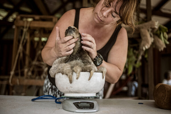 Eva Scheltens, a Dutch veterinarian living in Suriname, volunteers at the Green Heritage Fund rehabilitation center. Here, she checks on the formerly rescued sloth named Ostrich, suspected of being severely dehydrated. A few weeks after this check-up, ostrich passed away at only 2 years old.