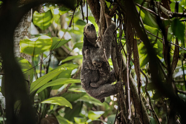 More than 90% of the South American country of Suriname is covered in rain forest making it the most forested country in the world. It is home to both two and three toed sloths and due to increased development, the habitat of both species of sloths is now being severely threatened.