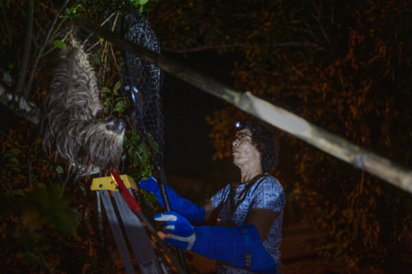 Pool nets a two-toed sloth by herself (no easy task as they can also bite), and then transports him to her rehabilitation center where she will check his health and then release him back into the wild father away from the city limits.