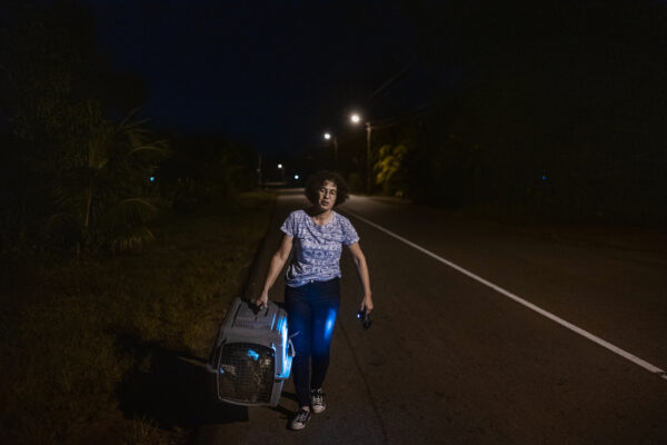 Pool carries a rescued sloth to her van after receiving a late-night call from a concerned laborer who found the sloth living in his tree outside his home in Paramaribo.