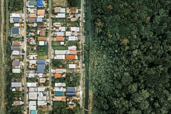 Suriname is the most forested country in the world but as the capital city of Paramaribo expands, many of the forest fragments in the city,  which are home to the country’s native sloths,  are being destroyed leaving nowhere for them to live.