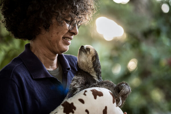 Pool assist volunteer veterinarian Eva Scheltens in rehabilitating an injured sloth who broke his arm after being bit by a dog.