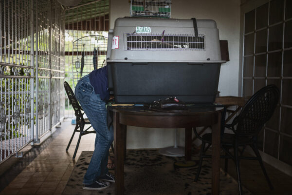 Pool takes out an injured sloth from a kennel for his rehab session for a broken arm.