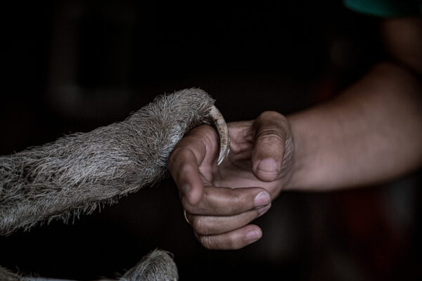 Pool’s efforts in conservation and sloth rescue are a combination of being self-taught and reaching out for help to sloth specialists in Brazil and Costa Rica.