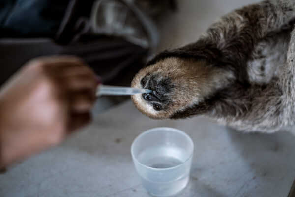 Pool hand feeds water to a severely dehydrated three-toed sloth at her rehabilitation center.