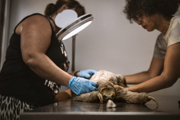Pool receives no funding from the government and states that there is no official government program for sloth rescue in Suriname leaving her as their only hope.
