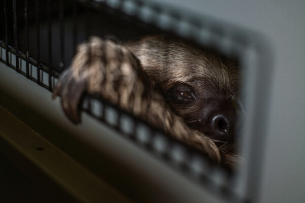 A rescued two-toed sloth rests in a kennel before being released back into the wild. Two-toed sloths and three toed sloths are two different species entirely, two-toed sloths being nocturnal and three-toed sloths are diurnal.