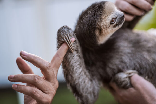 In 2015 Pool was nominated as a CNN Hero for her work in sloth rescue.