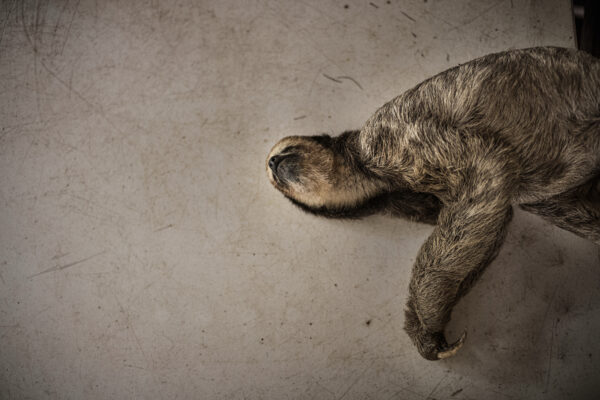 Ostrich, a former rescue sloth living in the wild adjacent to the rehabilitation center lies on a table before receiving a health check-up.