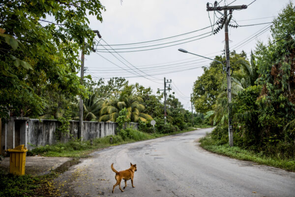 The mission statement for the Soi Dog Foundation reads  “To improve the welfare of dogs and cats in Asia, resulting in better lives for both the animal and human communities, to create a society without homeless animals, and to ultimately end animal cruelty.”