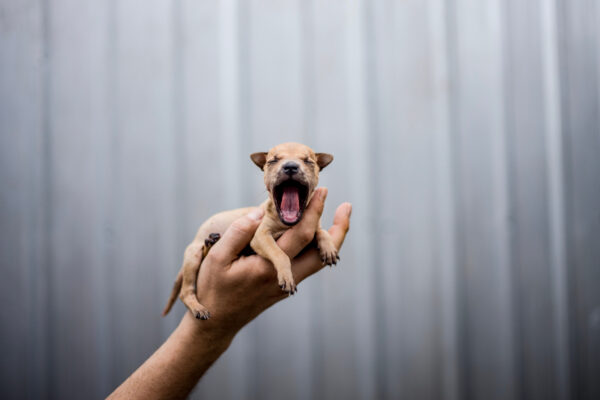 An abandoned puppy found on the streets of Phuket is brought into the foundation in sterilization by a vacationing German couple.