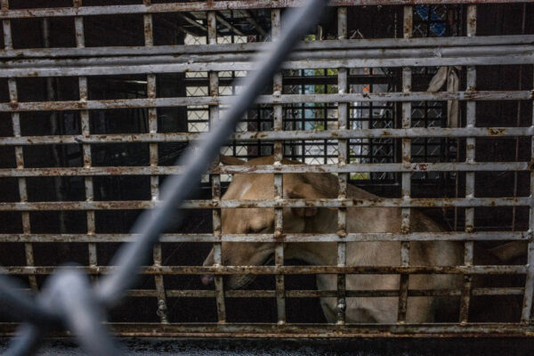 Soi Dog responds to numerous calls and emails daily. Emergencies such as road traffic accidents, poisonings, serious wounds and cruelty cases receive priority and are picked up as soon as possible.