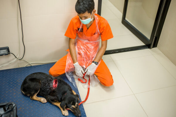 A street dog is brought into the vet hospital after suffering from a horrible wound to his body thought  to be inflicted by a human with a machete. The cut went all the way down to the spine but after emergency surgery he is thought to make a full physical recovery. He will also be treated by the behavior team for his emotional trauma.