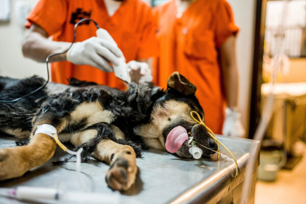 Veterinarians perform emergency surgery on a street dog brought in with large gaping wound thought to be inflicted by a person with a machete.