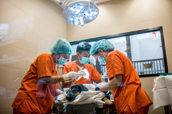 Veterinarians clean the wound of a street dog before operating on him after he suffered a sever injury to his back thought to be inflicted by a machete.