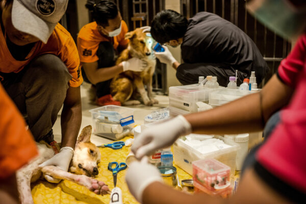 Dogs have their medication distributed, bandages changed, and their general health check on in the intensive care unit.