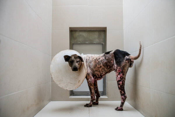A dog suffering from severe a skin disease is treated in the veterinarian hospital.
