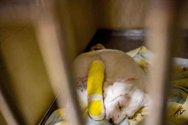 A small dog recovers in the intensive care unit of the hospital.