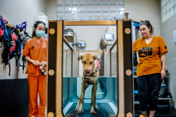 Aiw Wongla(left), 26, and her assistant Marlen Krieger(right), 24, make up the physiotherapy unit at the Soi Dog Foundation in Phuket, Thailand. Daily they train with dogs doing hydrotherapy, massage, acupuncture, and laser treatment. They both state that helping a dog walk again is the rewarding part of their job.