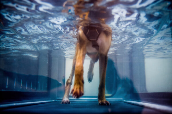 Kamalo, receives hydrotherapy training with the physiotherapy unit. She was originally brought to the center after being found dumped in a construction site without use of her hind legs. She has gone through two leg surgeries and trains daily but has a long way to go for recovery.