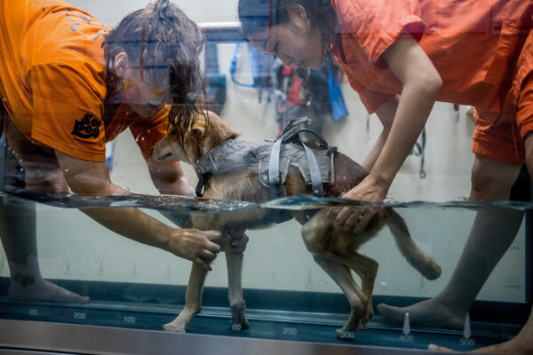 Aiw Wongla(right), 26, and her assistant Marlen Krieger(left), 24, train in the hydrotherapy tank with Jacosta, a dog paralyzed in both hind legs.
