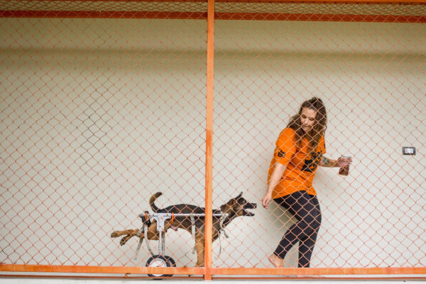 Marlen Krieger, 24, started as a volunteer and eventually joined the staff full-time in the physiotherapy department. Here she is scene training with Fanumpa, a street dog that came to Soi Dog at the age of 3 months paralyzed on both hind legs. Though training with the physiotherapy team he can now race around in his wheelchair.