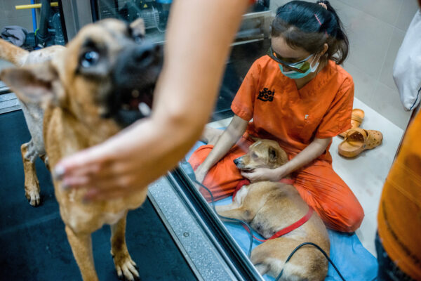 Aiw Wongla, 26, and her assistant Marlen Krieger train with  Madahva(right) receiving laser treatment and Coachella (left) on the treadmill recovering from hip surgery.