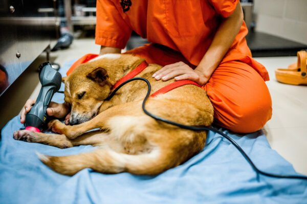 Aiw Wongla, 26, applies laser acupuncture treatment on Madahva, a dog brought to the foundation after being found dumped in a construction site without use of her hind legs.