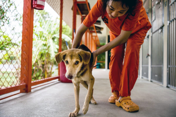 Aiw Wongla, 26, started working in the Physiotherapy department at Soi Dog in 2016. She read their mission statement and  was very impressed. She says “I didn’t know we have such an organization in Thailand. I always loved the street dogs in my hometown and already at a young age I started playing and caring for them.”