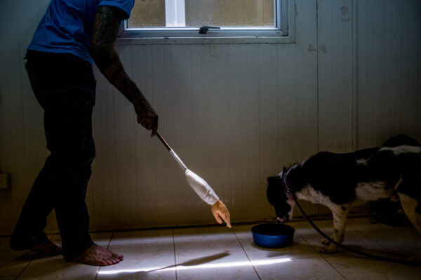 Using a fake hand, Brown tests how a dog will react to being touched while he is eating his food.