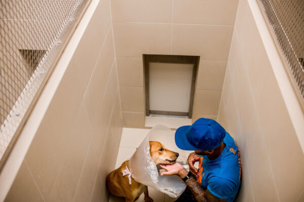 Brown visits one of the most troubled dogs in the recovery area of the hospital just to give him some nurture. The dogs barked ferociously at people passing by but when Brown entered the kennel the dog waged his tail and licked his hand. Brown states that he found his calling caring for dogs at a troubled time in his life and now couldn’t see doing any other line of work.