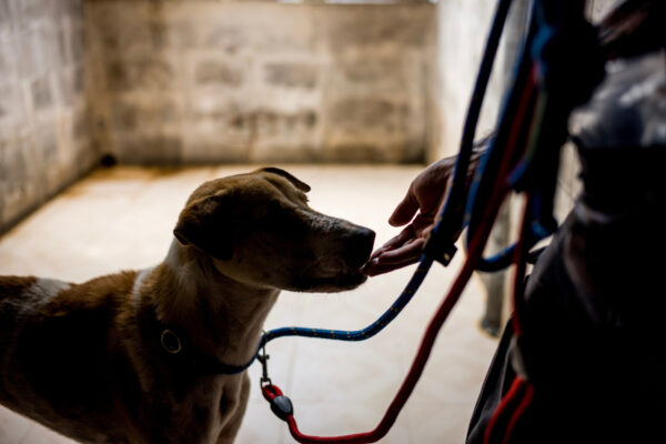 Curtis Brown tests a dogs behavior while he hand feeds him snacks in his kennel.