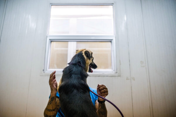 Curtis Brown takes one of the dogs he trains on a daily basis through a series of behavioural tests.