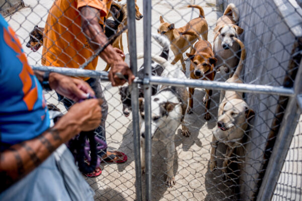Curtis Brown enters the kennel to take one of the dogs out for behavior training. In all his years working with troubled and distressed dogs, Brown says he’s only been bitten once.