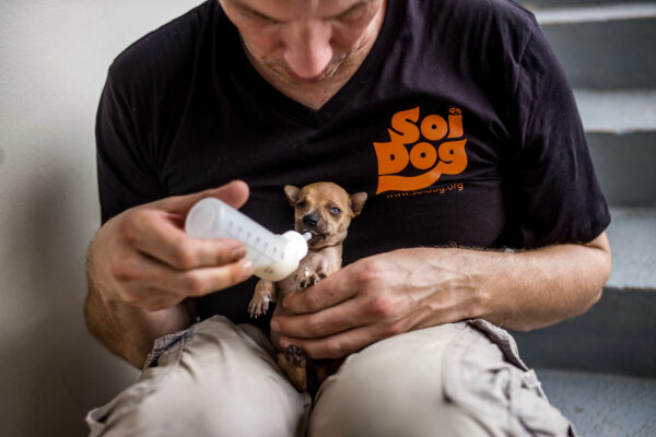 A German tourist hand feeds milk to a puppy he found abandoned at a temple in Phuket, Thailand. He brought the puppy to Soi Dog for sterilization.