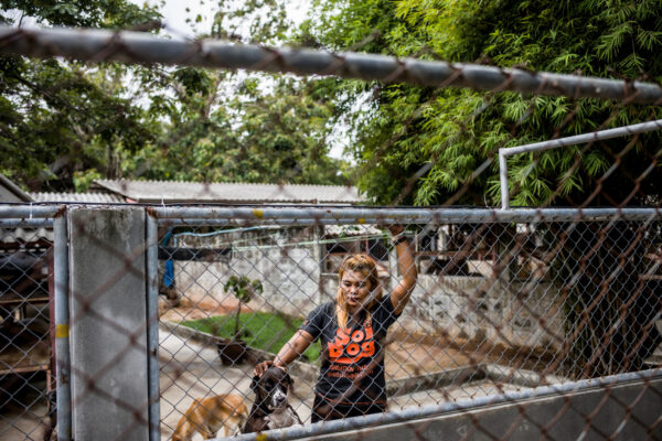 Dogs eagerly await as vacationing volunteers arrive at the shelter to walk them.