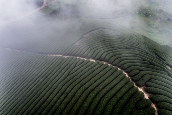 Aerial view of green tea plantations with curved rows on a misty hillside.