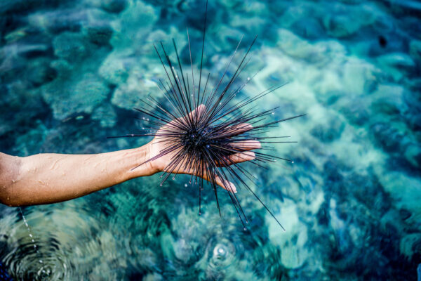 Hand holding a black sea urchin with long, spiky spines over clear turquoise water