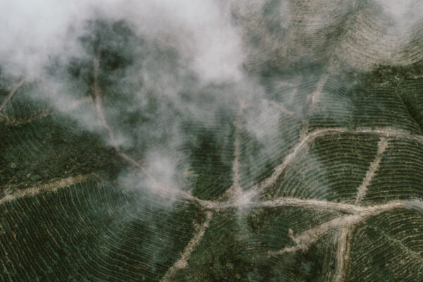 Aerial view of terraced green fields with mist rolling over the terraces.