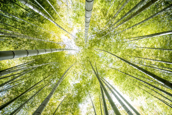 Looking up through tall green bamboo stalks toward the bright sky