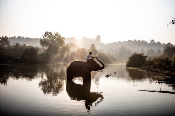 Man rides an elephant standing in a tranquil river at sunrise, misty trees in the background.