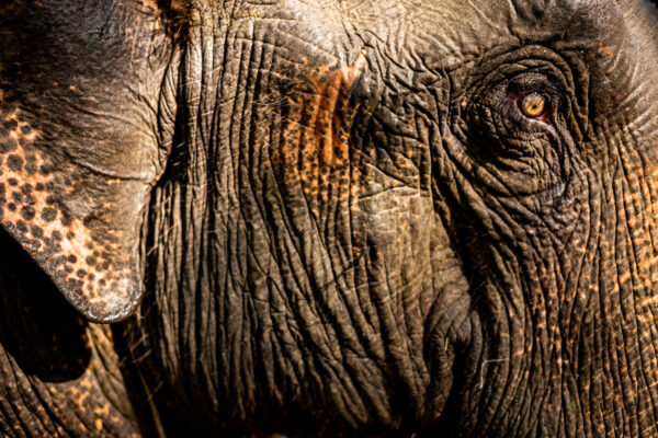 Close-up of an elephant's wrinkled face, showing dark gray skin and a golden eye.