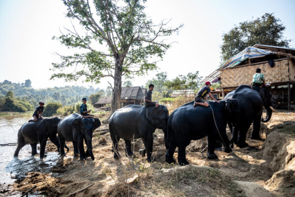 Chain of elephants with riders along a riverbank near village huts under a large tree.