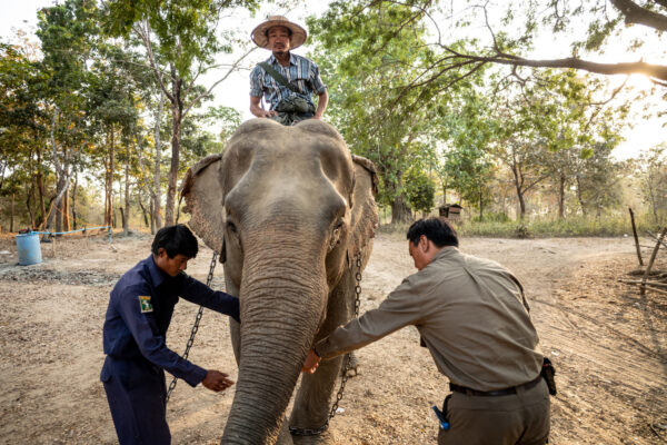 Man in a straw hat rides a large elephant while two handlers guide it in a dusty, tree-lined yard.