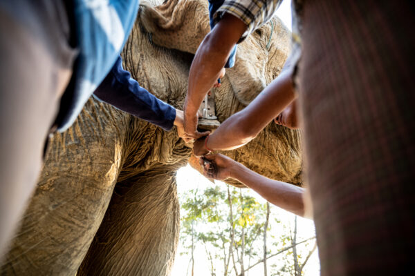 Team of people surrounding a large elephant, performing a veterinary procedure on its leg outdoors.