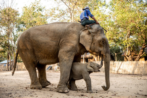 A large adult elephant with a calf beside it as a person sits on the adult's back in a rural yard.