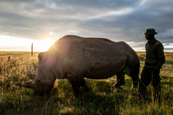 Man in a green hat stands beside a large white rhinoceros grazing in a grassy field at sunset.